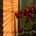 japanese maple and brick by summerfield