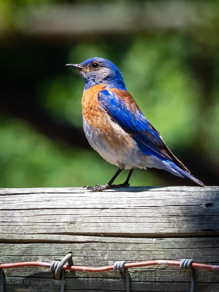 Western Bluebird ~ Please Bring The World Happiness  by elatedpixie