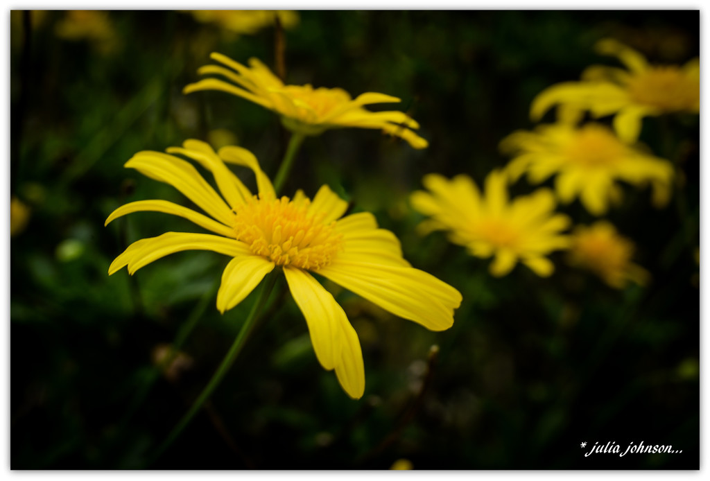 Yellow Daisy .. by julzmaioro