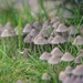 mushroom city by ulla