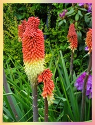 20th May 2019 - Red hot pokers 