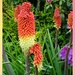 Red hot pokers  by beryl