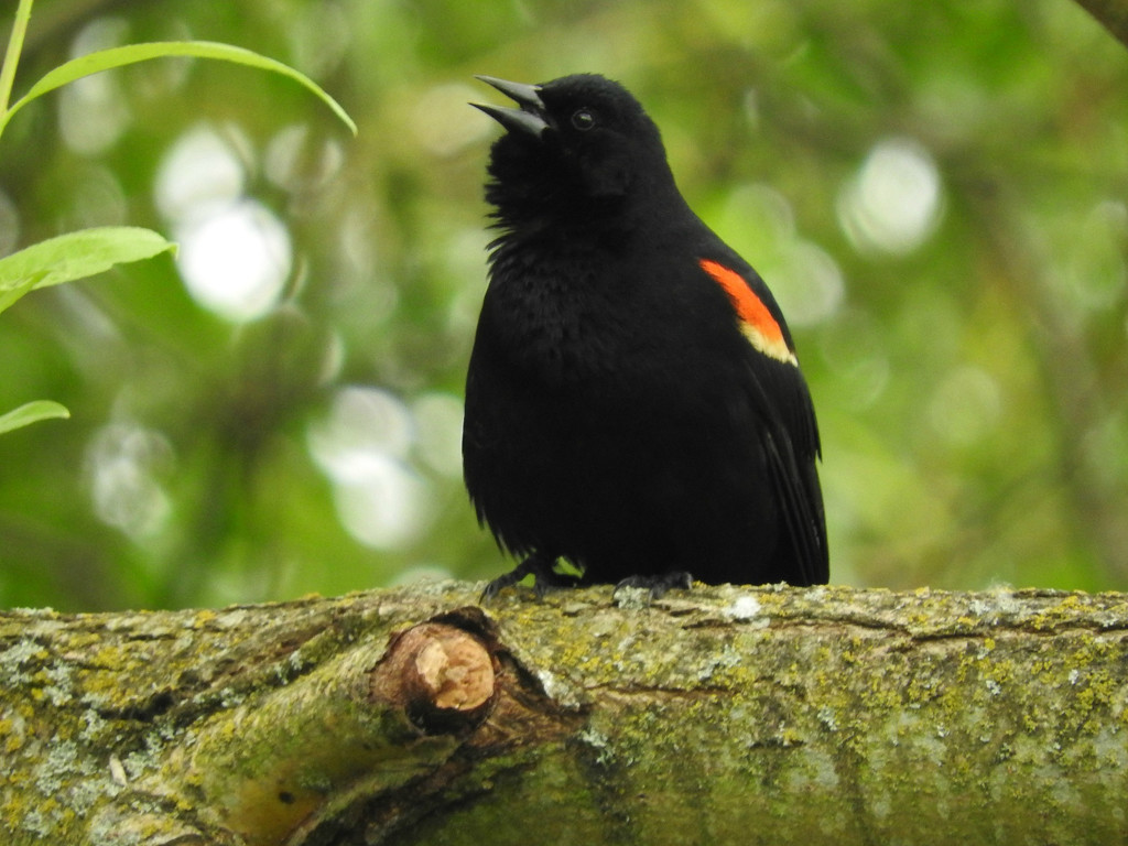 Singing Red-Winged Blackbird by seattlite