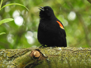 20th May 2019 - Singing Red-Winged Blackbird