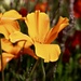 Californian Poppy by carole_sandford