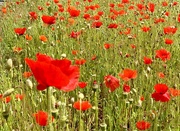 20th May 2019 - Poppy Services