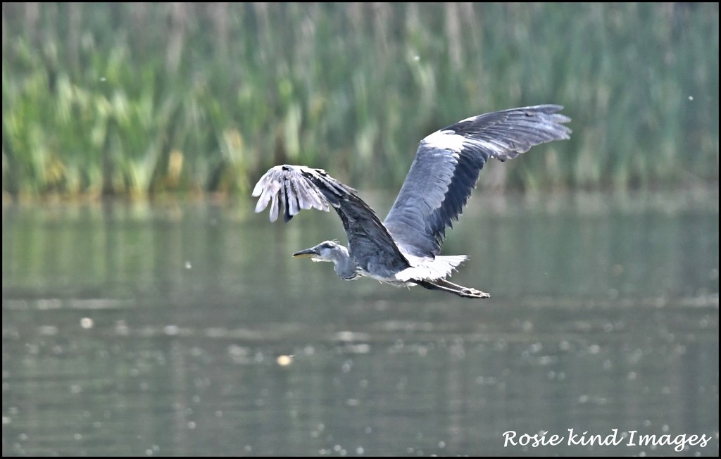 One of today's many herons by rosiekind