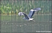 20th May 2019 - One of today's many herons