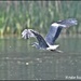 One of today's many herons by rosiekind