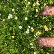 19th May 2019 - Barefoot through lush grass feels heavenly!
