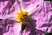 8th Jul 2019 - Busy bee buzzing around collecting pollen