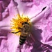Busy bee buzzing around collecting pollen by bizziebeeme