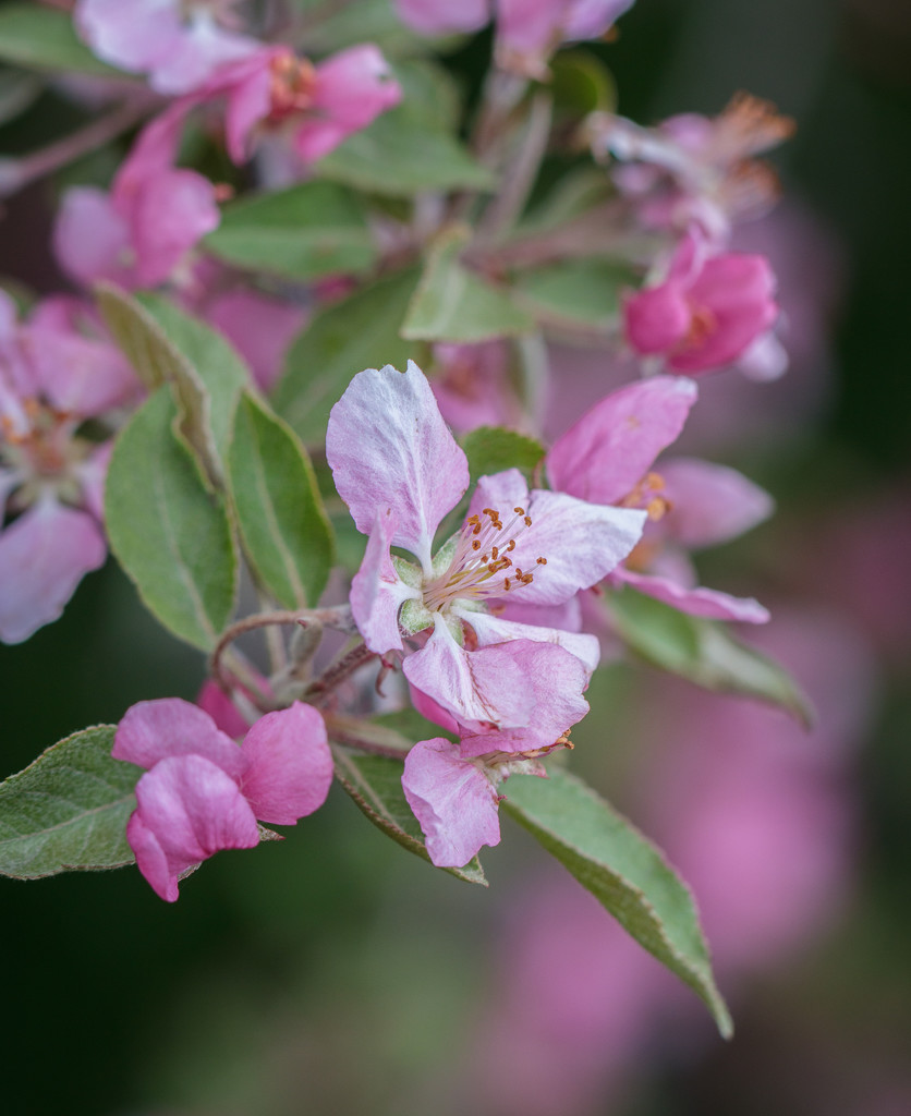 crab apple by aecasey