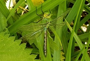 20th May 2019 - Emperor dragonfly