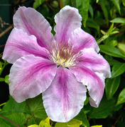 20th May 2019 - Clematis.