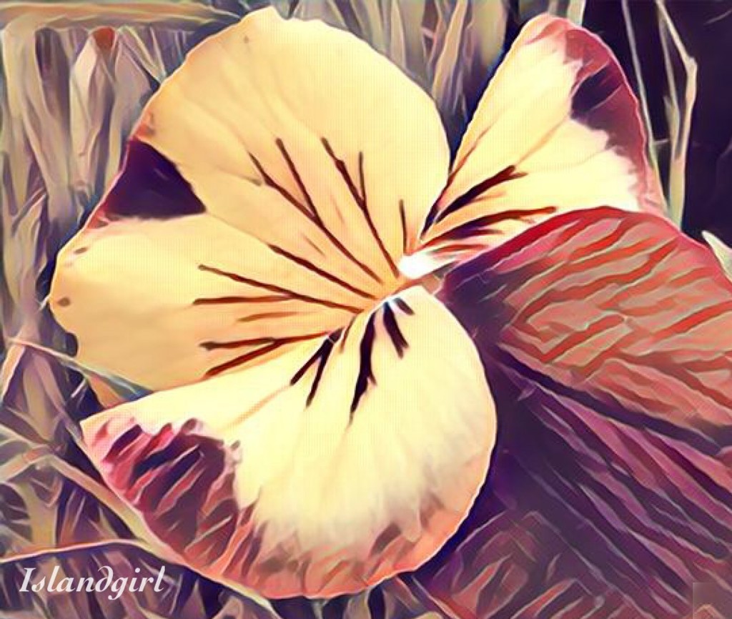 My Pansy  by radiogirl
