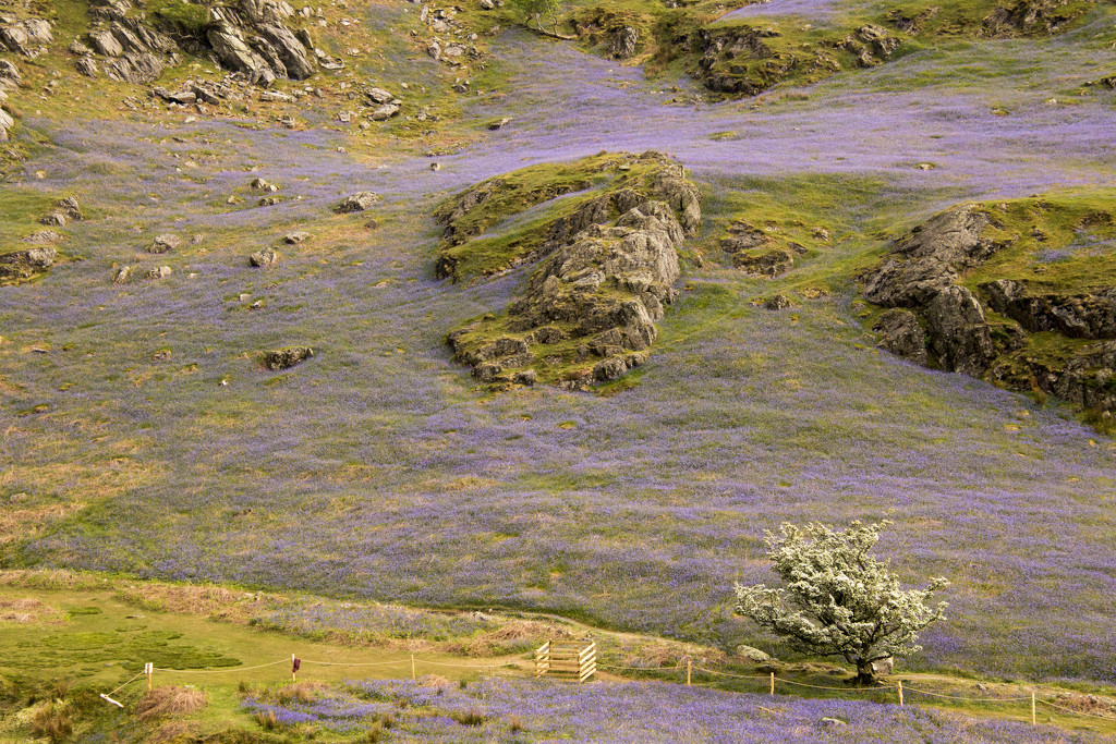 Rannerdale bluebells by shepherdman