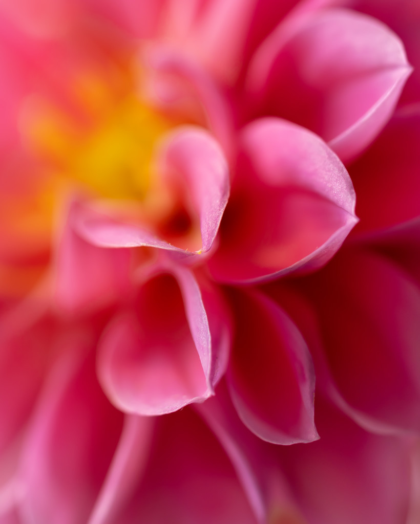 dahlia petals by jernst1779