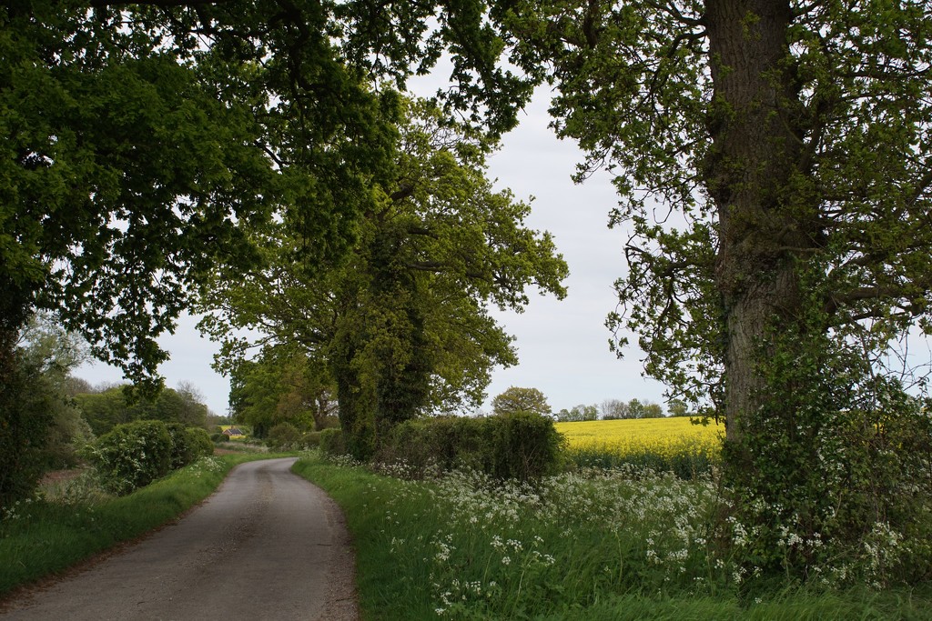 a country drive in Suffolk by quietpurplehaze