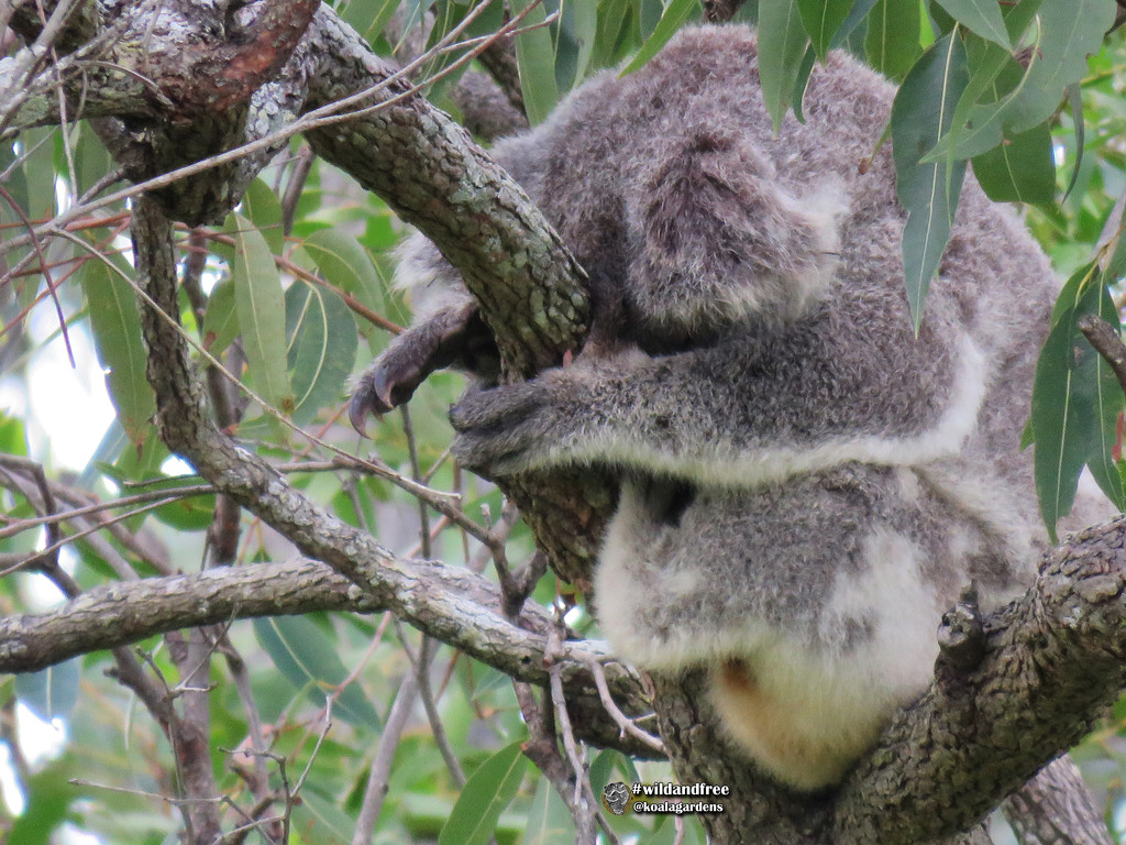 soooooo tired ... by koalagardens