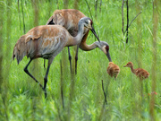 20th May 2019 - Sandhill cranes and two colts