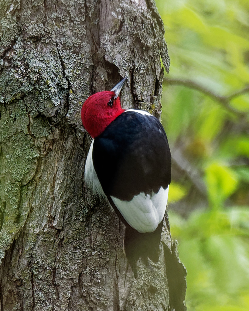 red headed woodpecker  by rminer