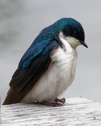 20th May 2019 - tree swallow portrait