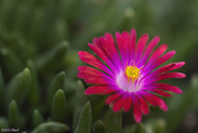 18th May 2019 - Ice Plant