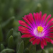 Ice Plant by lstasel