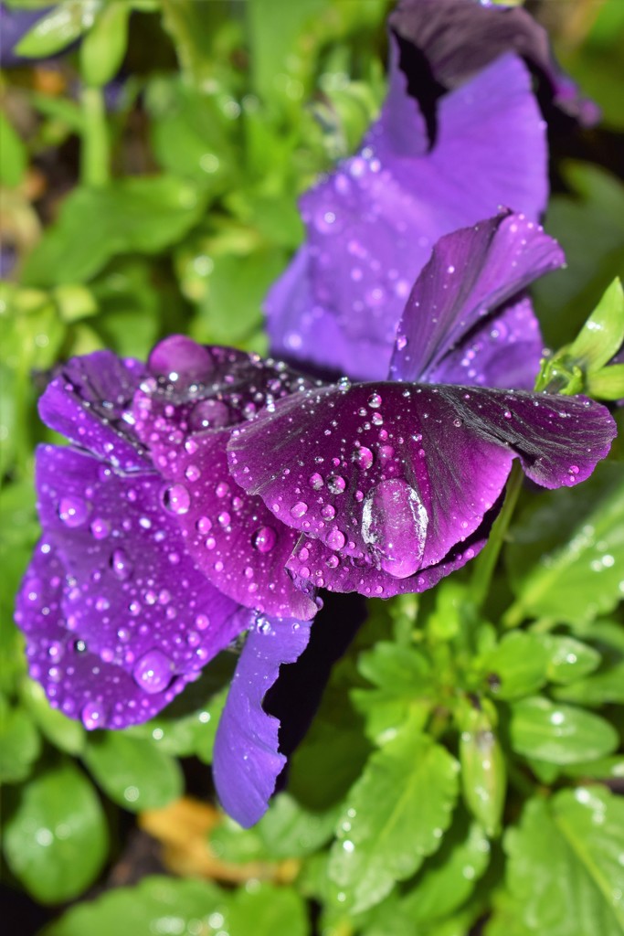Rainy Day Pansies by sandlily