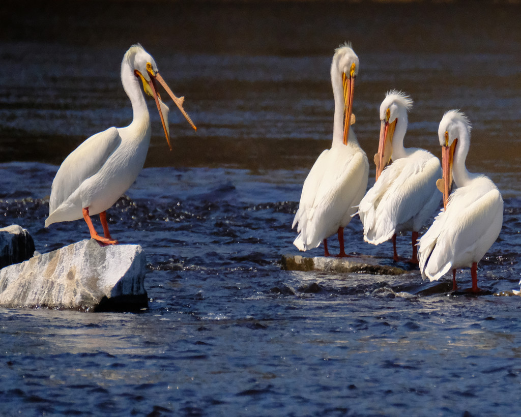 White Pelicans  by tosee