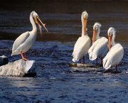 14th May 2019 - White Pelicans 