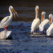 White Pelicans  by tosee