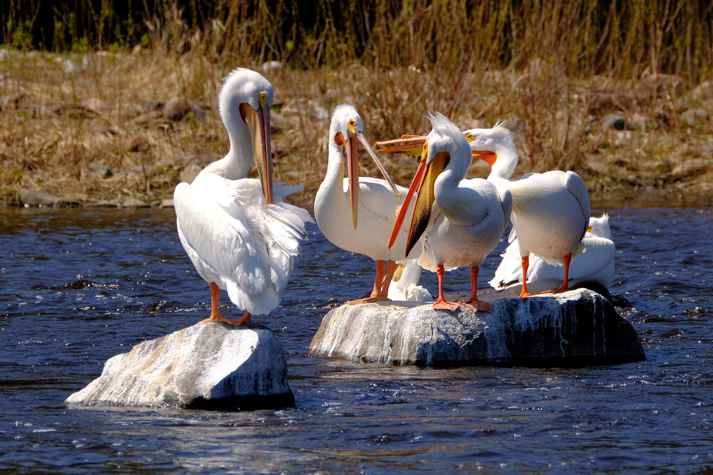 White Pelicans by tosee