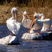 White Pelicans by tosee