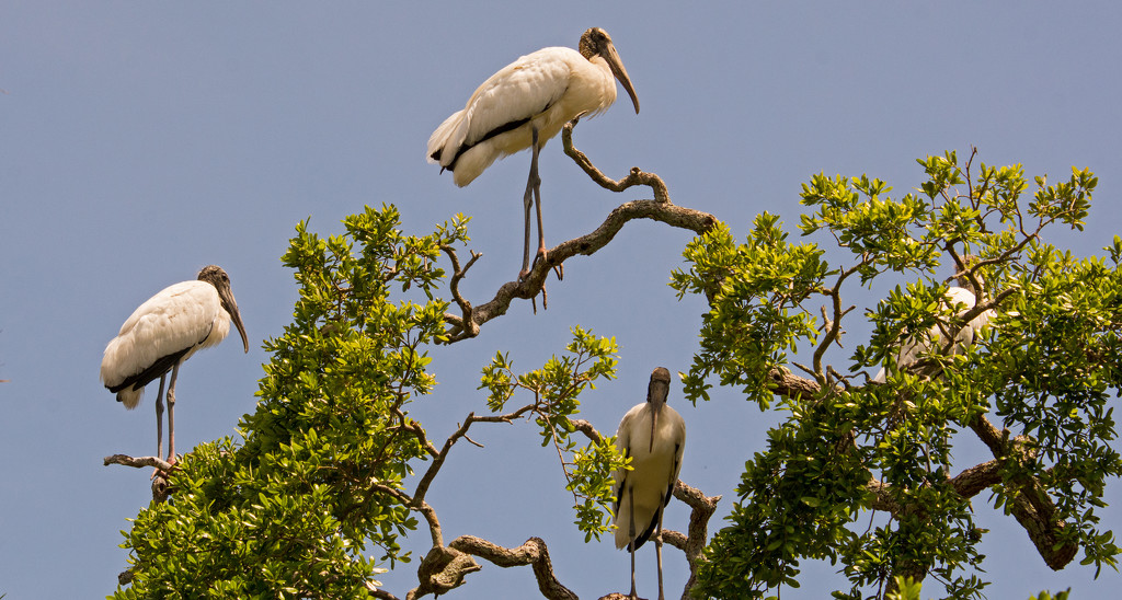 Woodstorks Looking for Their Nest! by rickster549
