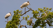20th May 2019 - Woodstorks Looking for Their Nest!