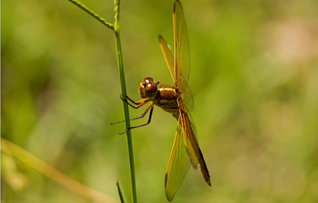 Dragonfly on the Bahia Grass! by rickster549