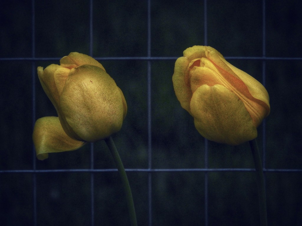 Two tulips by amyk