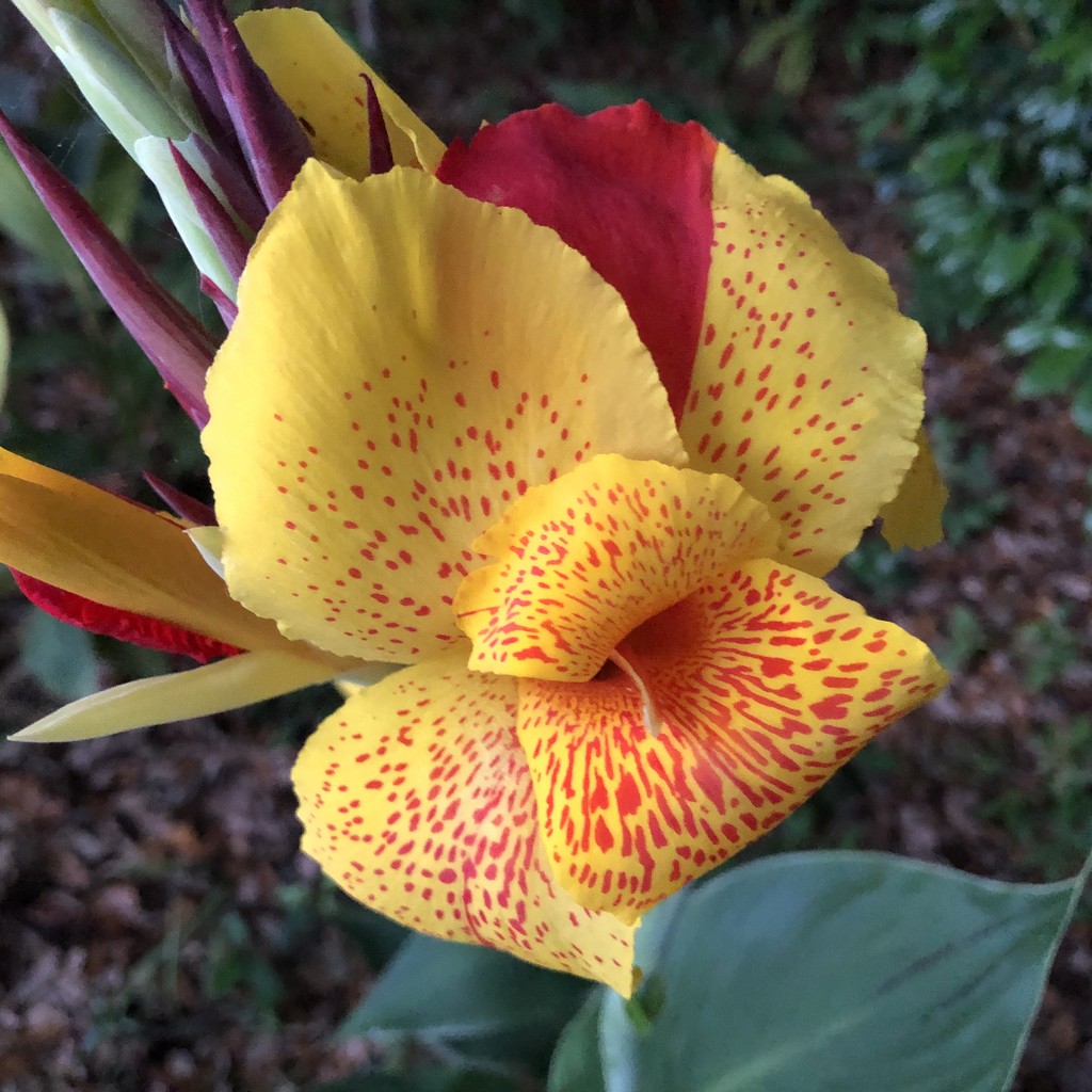 Canna lily, the gardens at Hampton Park, Charleston  by congaree