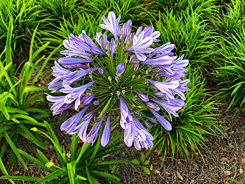 Nile blue lily (Agapanthus) by congaree
