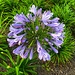 Nile blue lily (Agapanthus) by congaree
