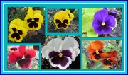 20th May 2019 - Pansy collage.