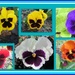 Pansy collage. by grace55