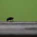 I Spy a Little Fly by genealogygenie