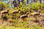 21st May 2019 - Goslings on Parade