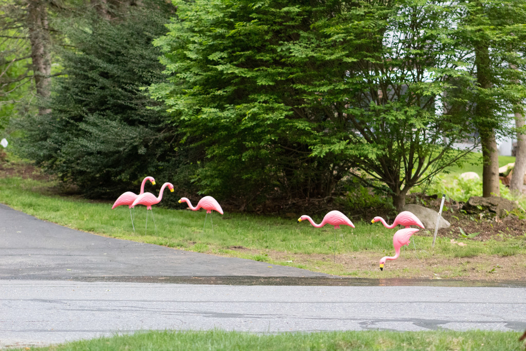 Plastic Flamingos by tdaug80