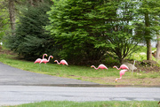 21st May 2019 - Plastic Flamingos