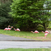 Plastic Flamingos by tdaug80