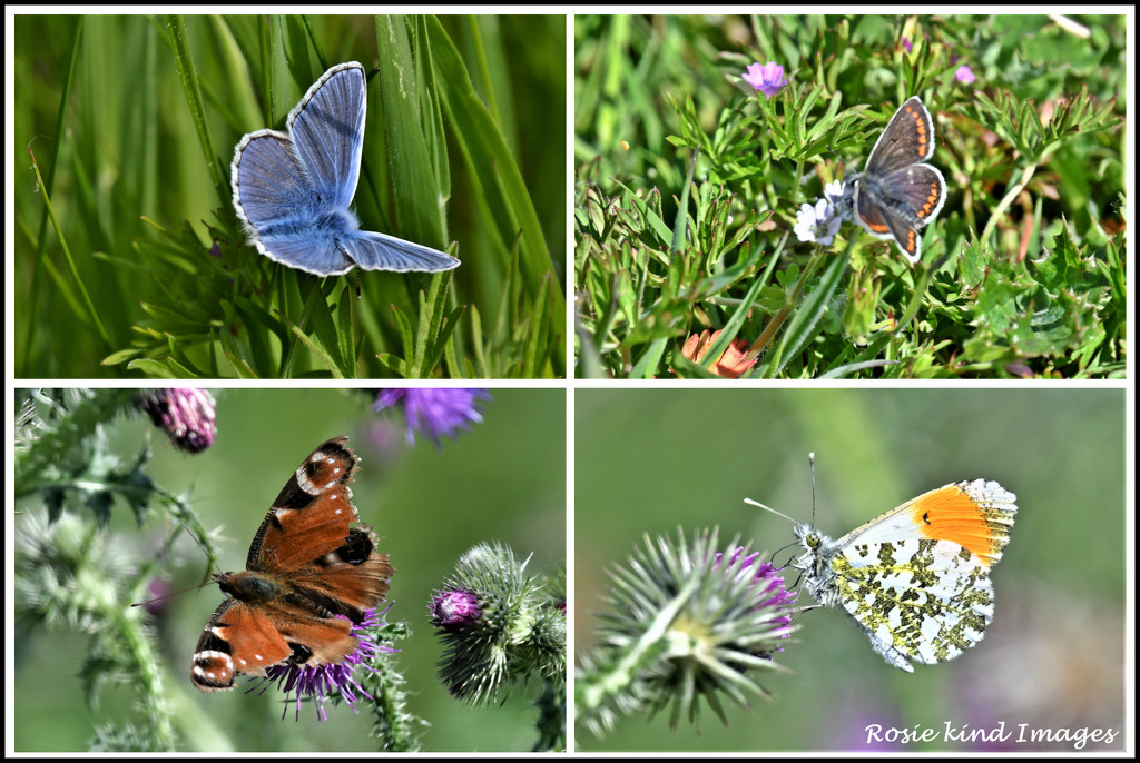 Today's lovely butterflies  by rosiekind